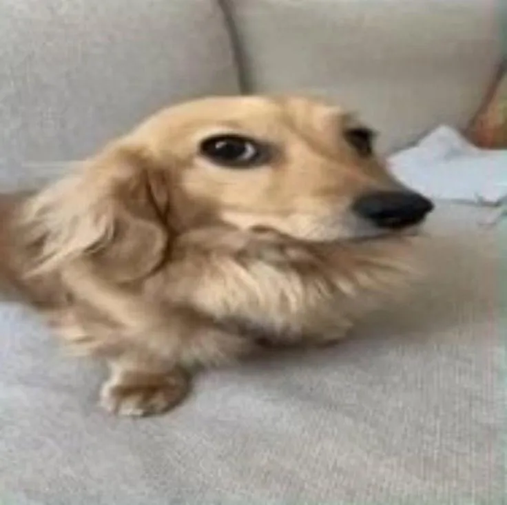Perrito triste